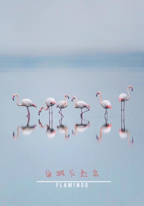 火烈鸟在中国罕见,入列国家一级保护动物.