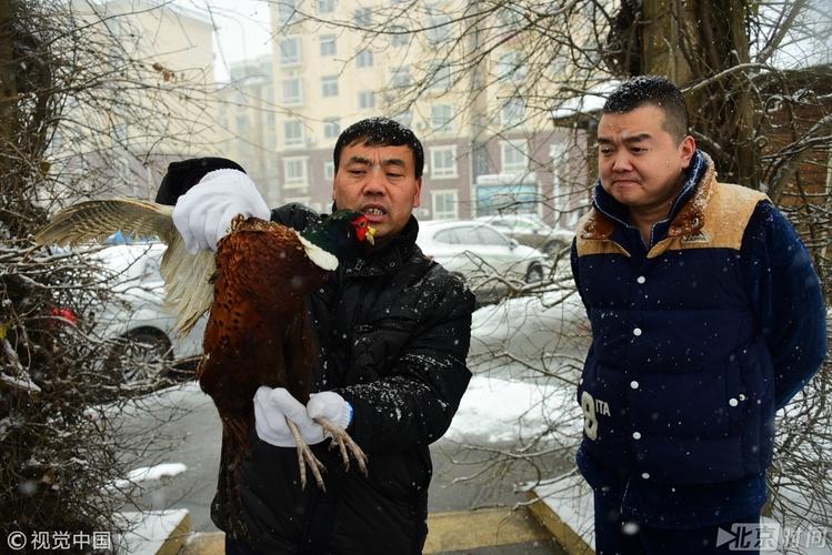 是极具观赏性的名贵珍禽,属于国家三有保护动物,随着郑州周边生态环境