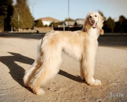 全身长长的毛发,跑起来非常的飘逸,具有极高的观赏性,不过阿富汗猎犬